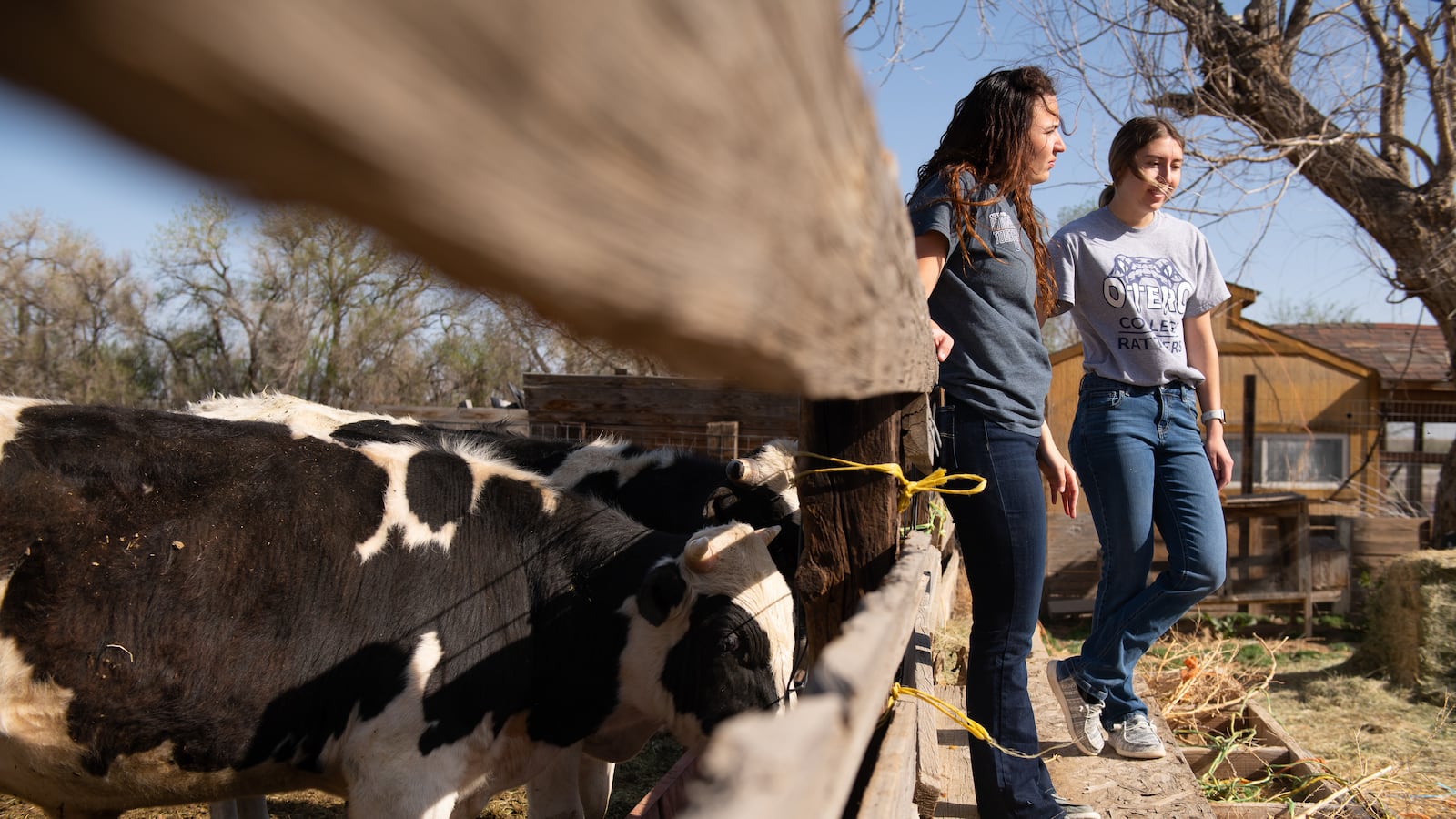 Two young women lean against a fence on a farm, with black and white spotted cows on the other side of the barrier.