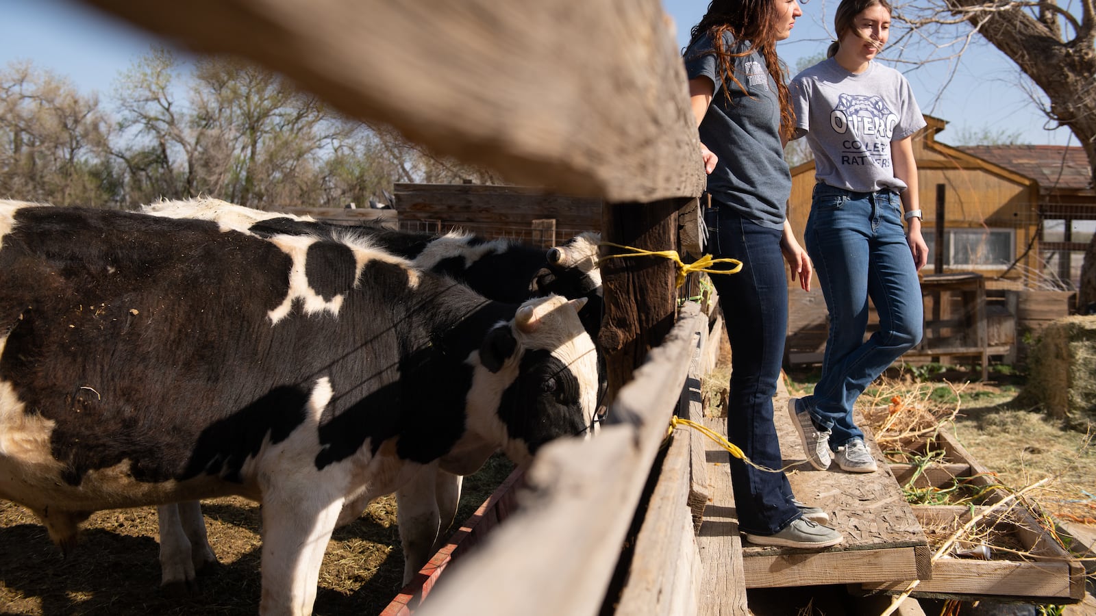 Two young women lean against a fence on a farm, with black and white spotted cows on the other side of the barrier.