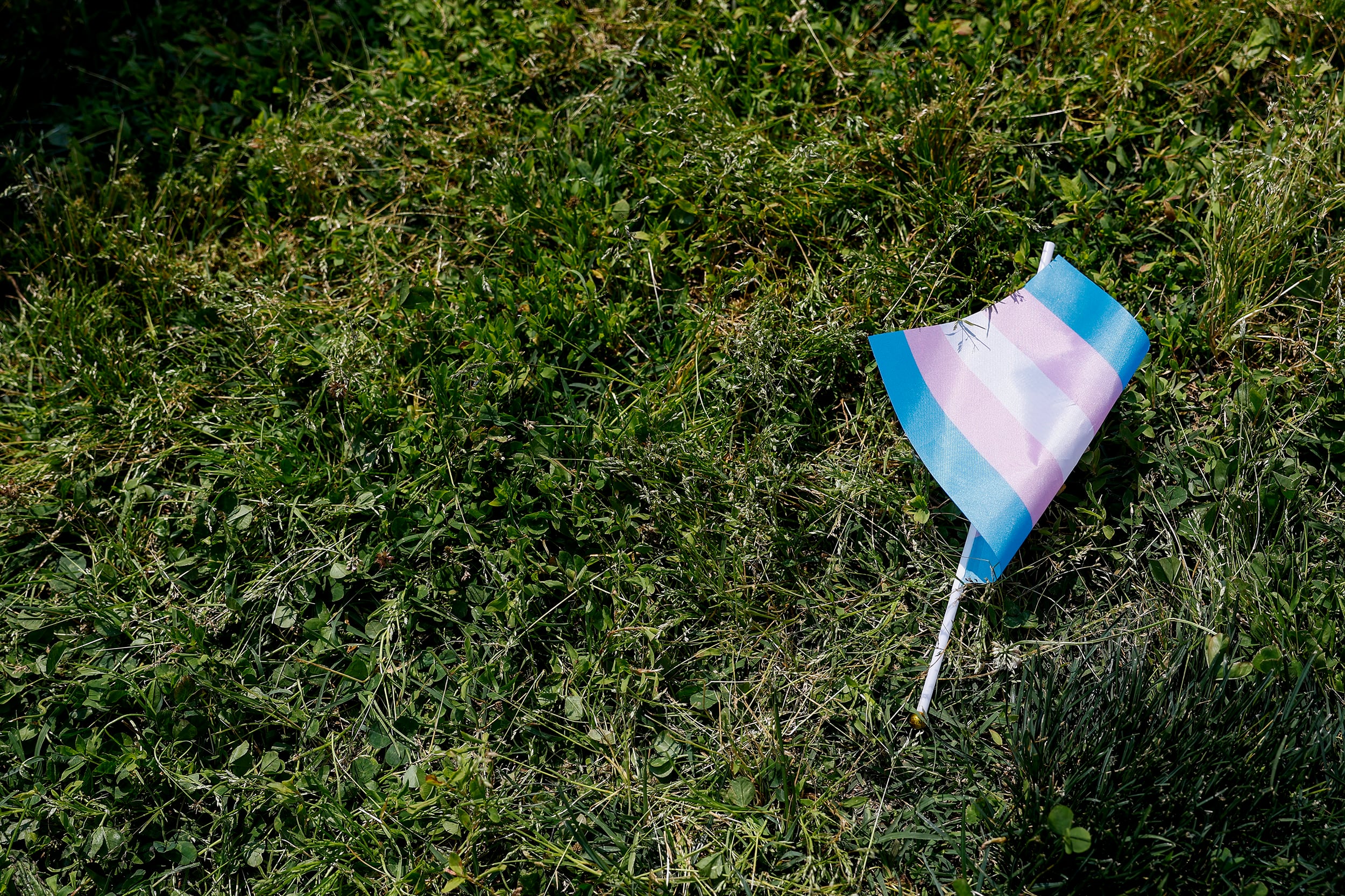 A photograph of a transgender pride flag rests on green grass on a sunny day.