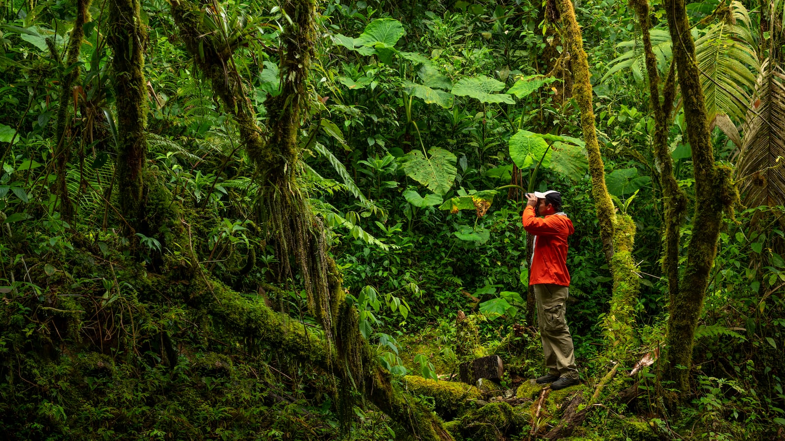 A birdwatcher in Panama