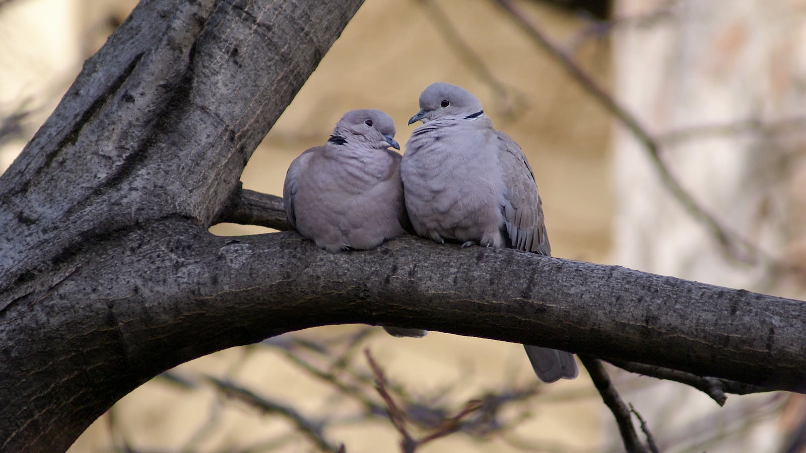Two doves sitting in a tree