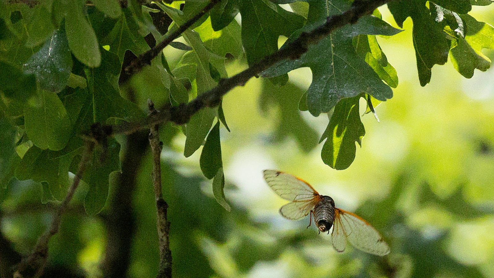 A cicada flies near the branches of a tree, as sunlight hits the leaves behind it.