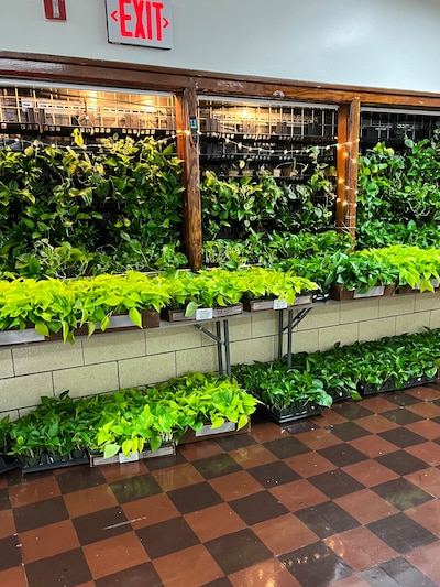 A wall covered in plants with an exit sign above.