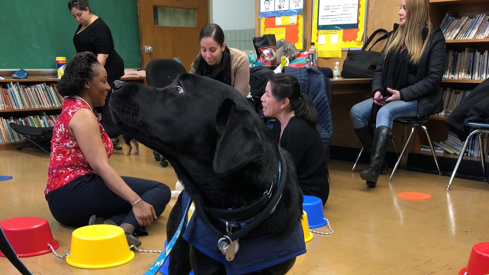 Delight is a comfort dog from MS 224. The program is expanding to 60 schools by the end of the year.