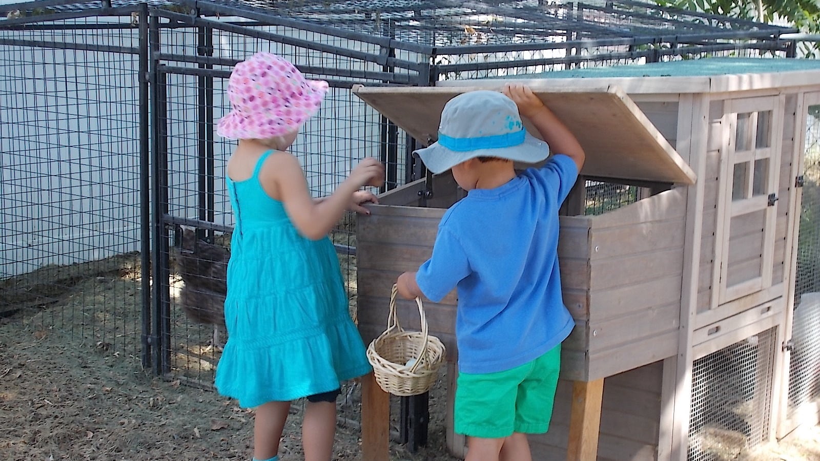 At this Boulder County preschool, collecting eggs from the nesting box is one of the most coveted jobs.
