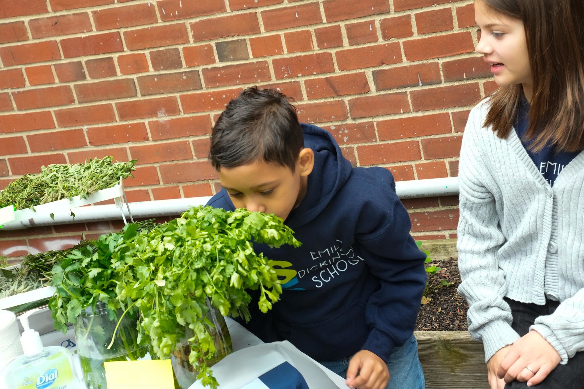 A boy wearing a blue sweatshirt smells herbs as a girl wearing a white sweater looks on. They are standing in front of a brick building.