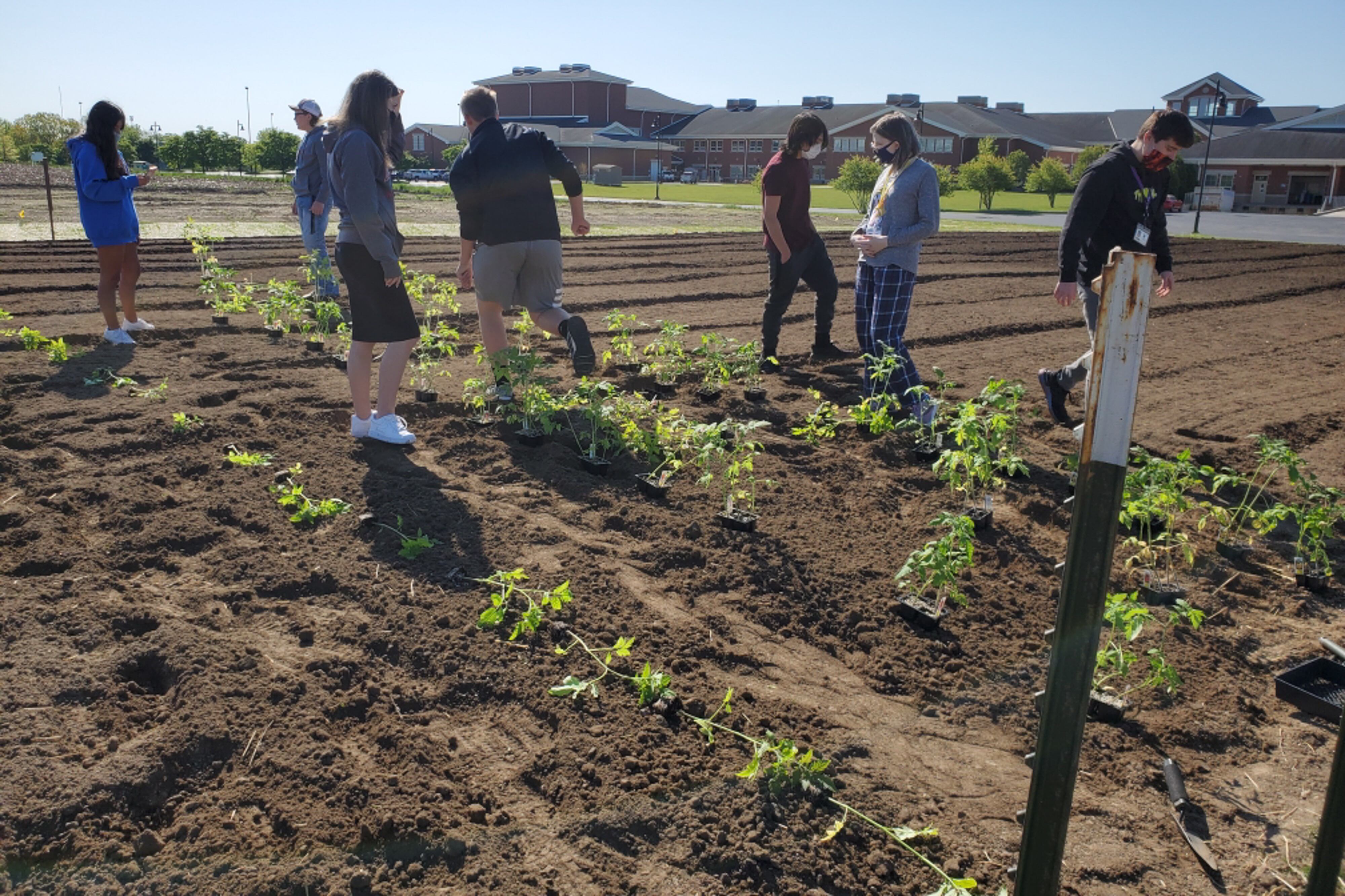 Seven agriculture students work together on a plot of tomatoes on a bright day.