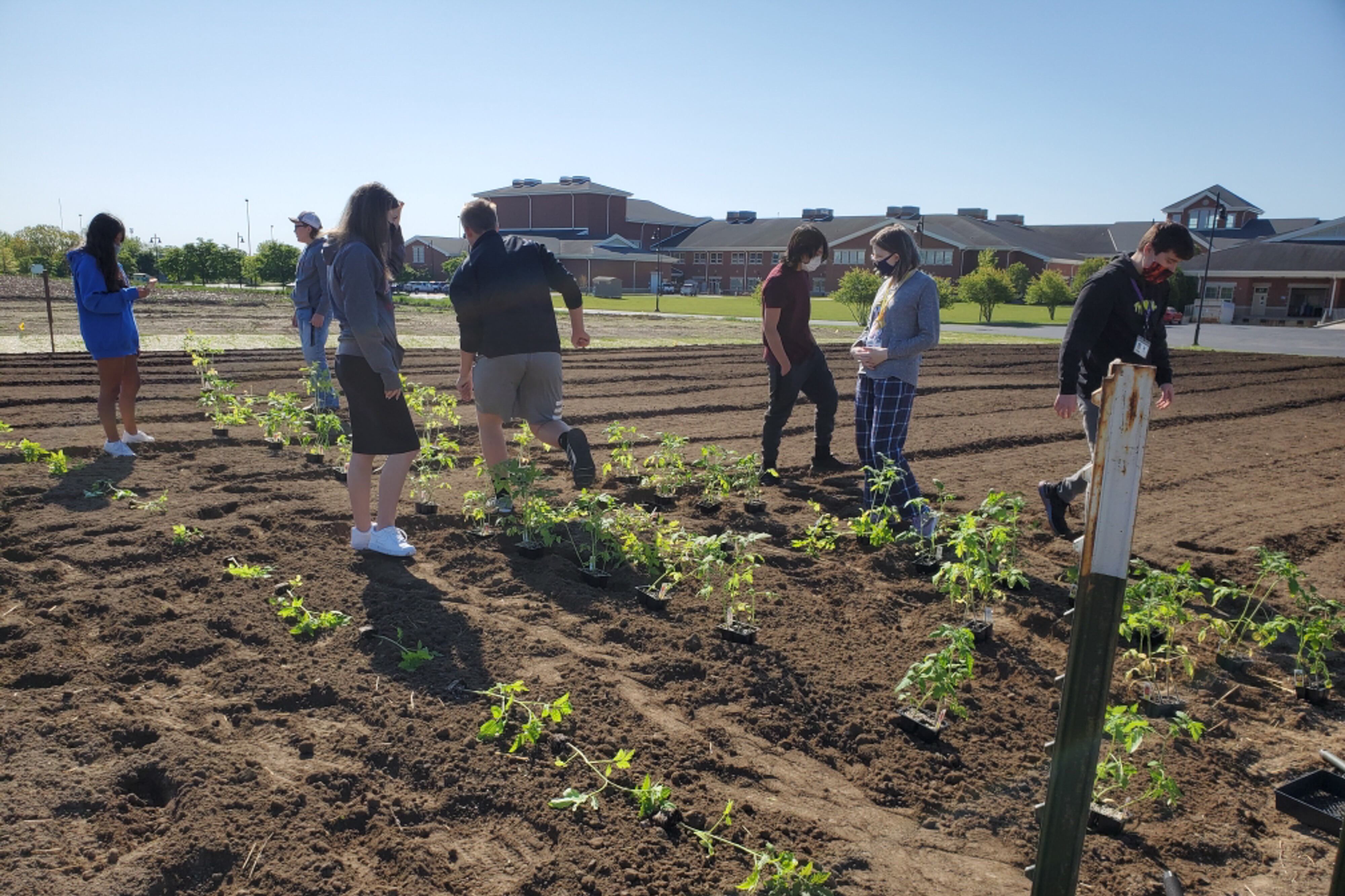 Seven agriculture students work together on a plot of tomatoes on a bright day.