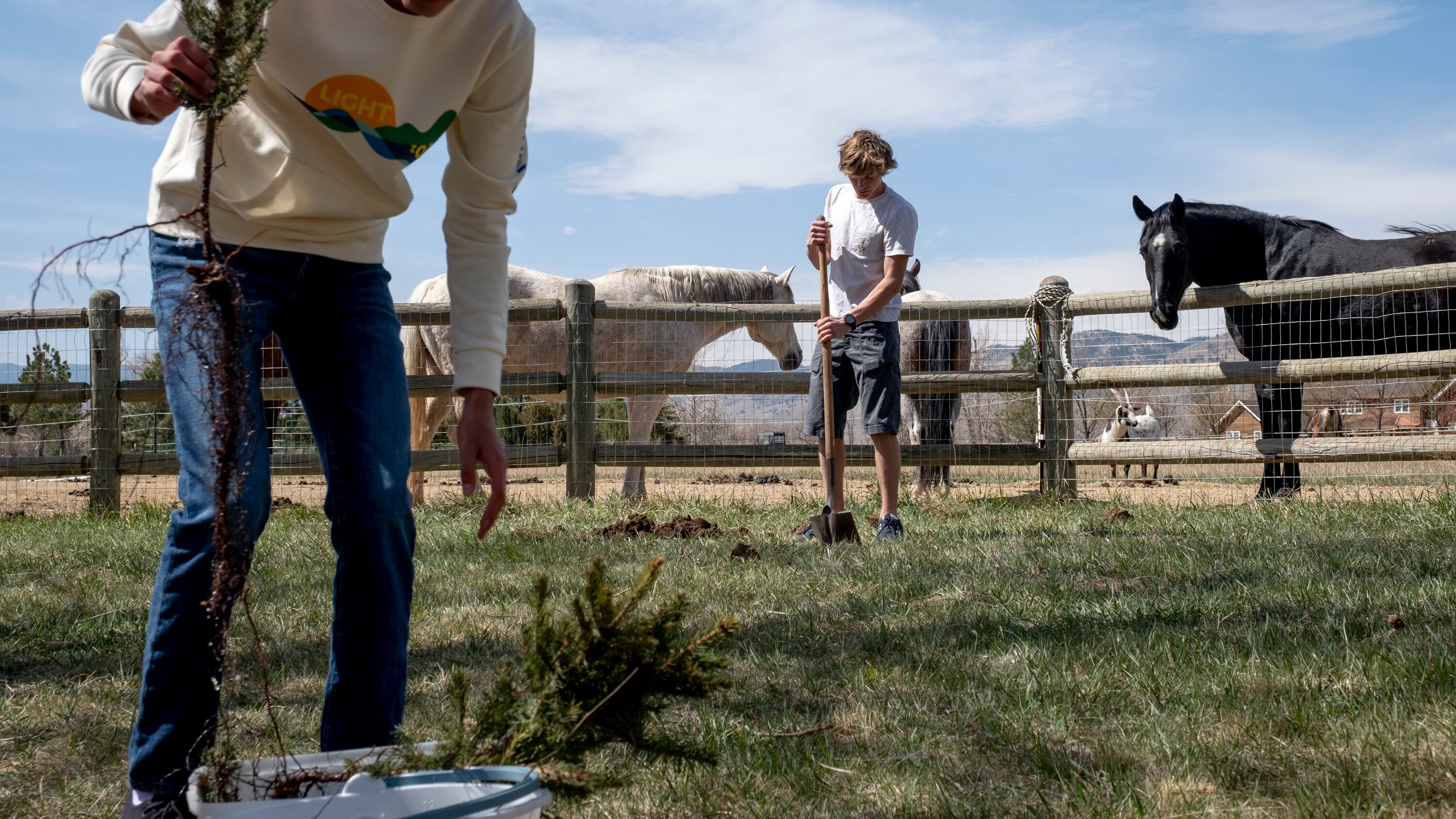 Two high school students plant trees in a field as horses look on from behind a wooden fence.