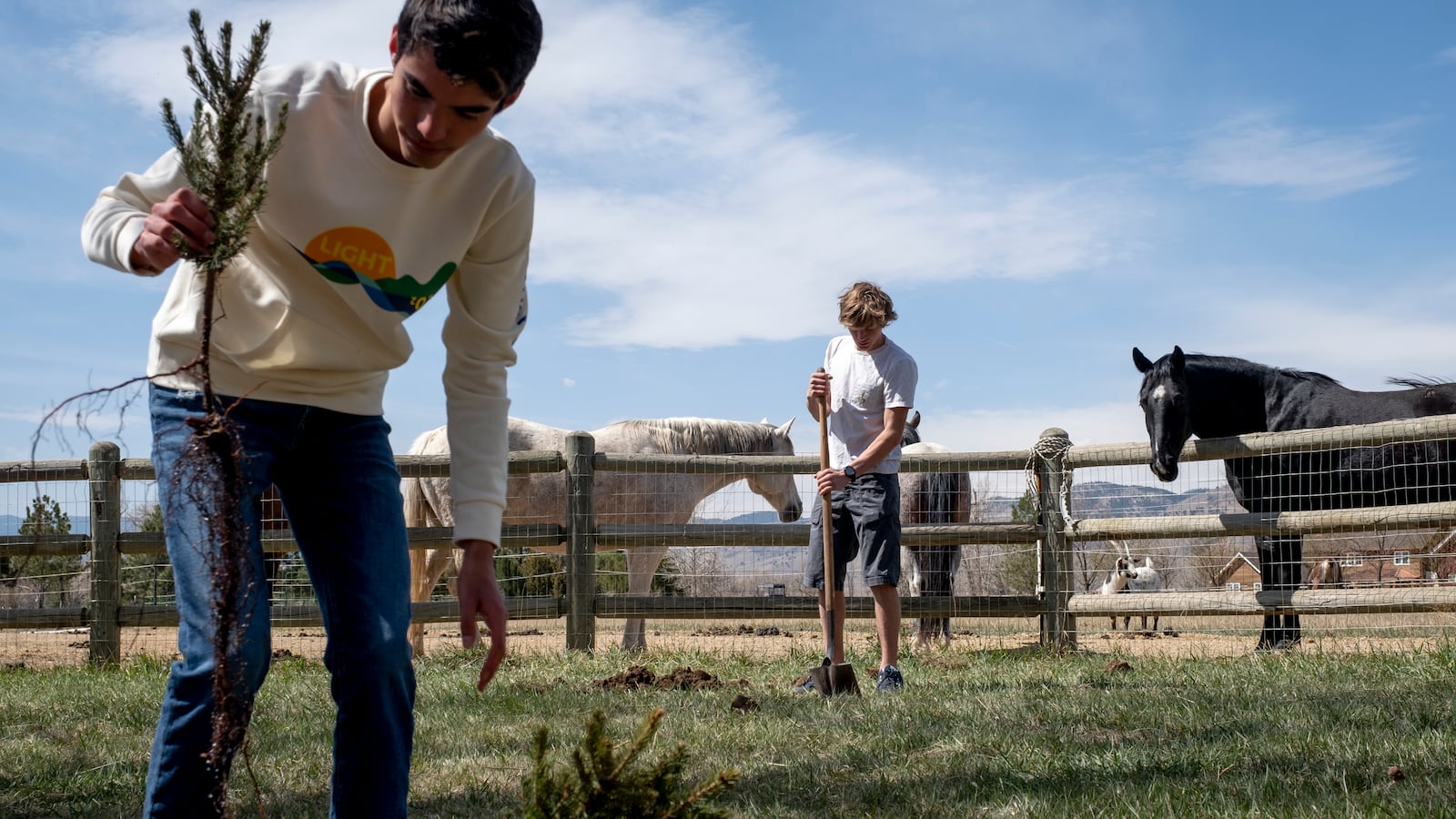 Two high school students plant trees in a field as horses look on from behind a wooden fence.