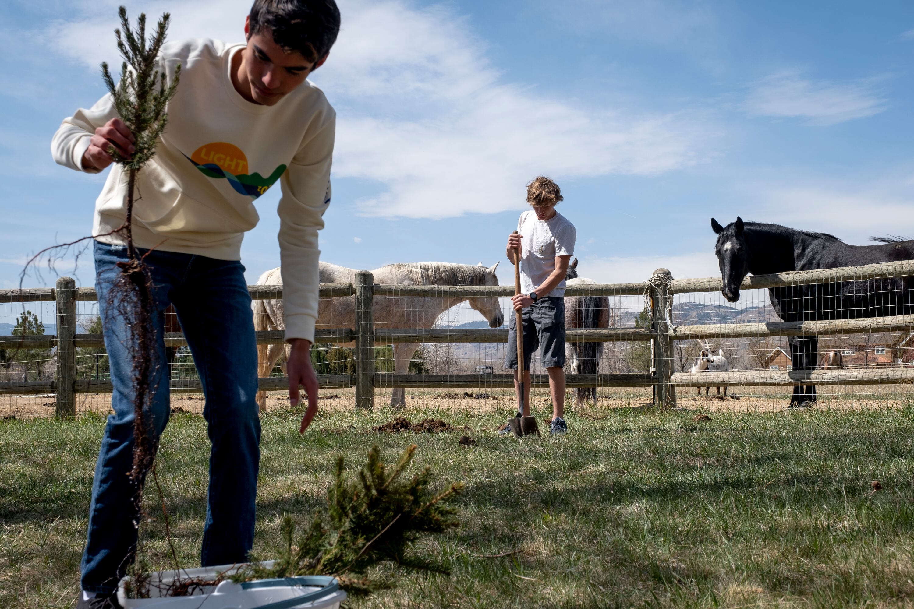 Two high school students plant trees in a field as horses look on from behind a wooden fence.
