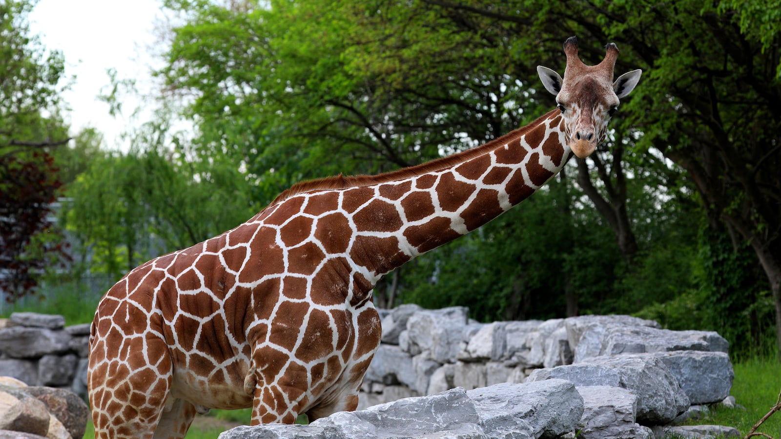 A giraffe at the Detroit Zoo, where students will soon take classes through a program at University Prep Science and Math High School.