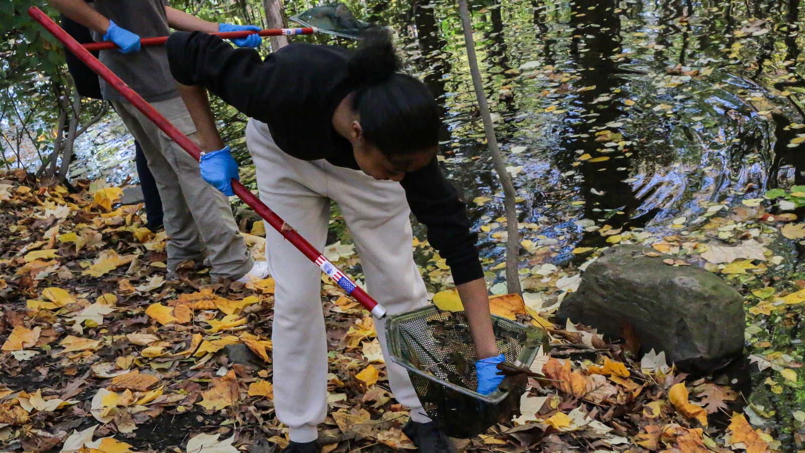 A person in a black shirt and beige pants bends over to pull something out of a net. The person is in a park, standing on yellow and orange leaves next to a stream.