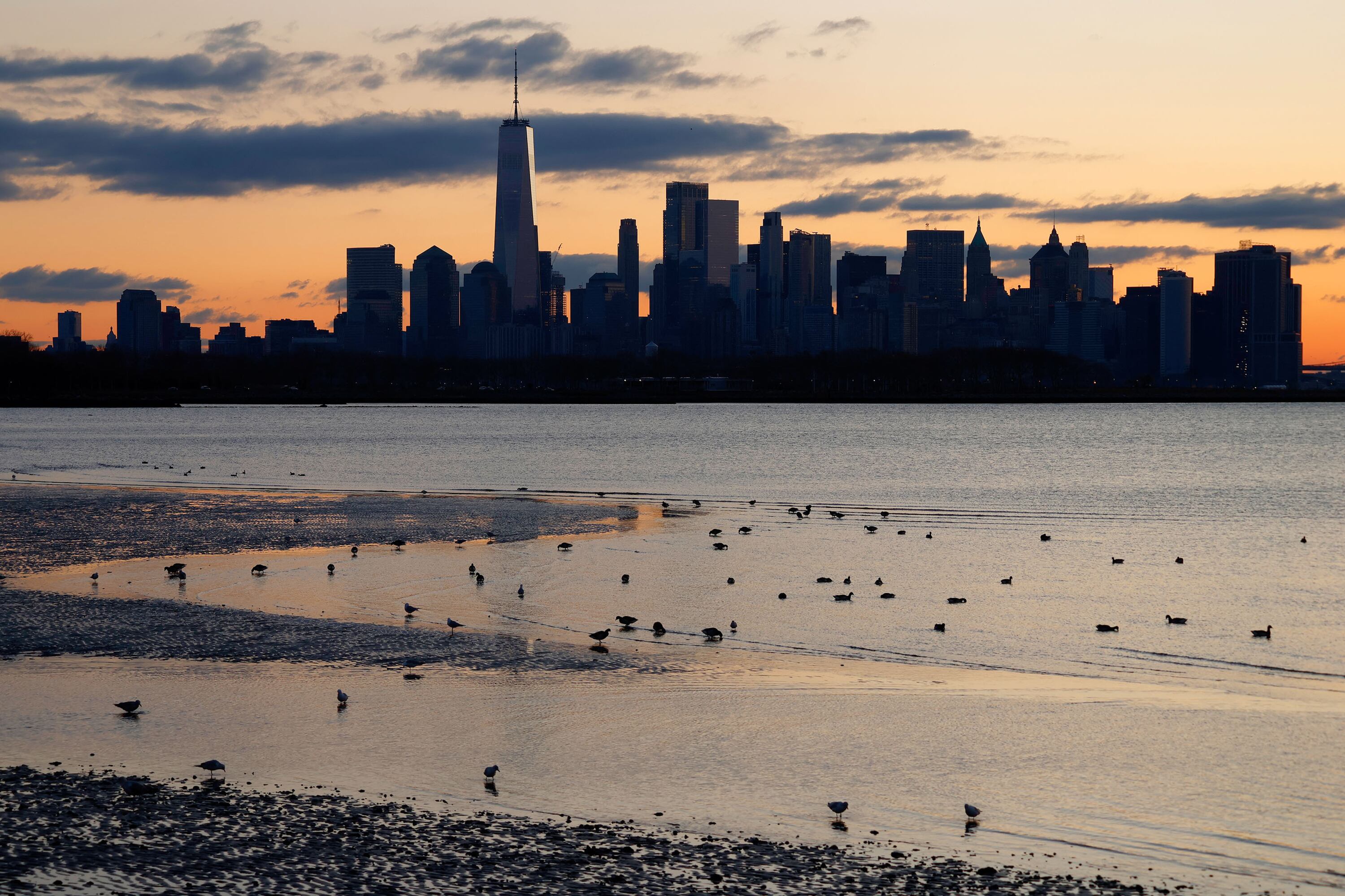 A cityscape is seen in the background with a river and some birds along the shore in the foreground.
