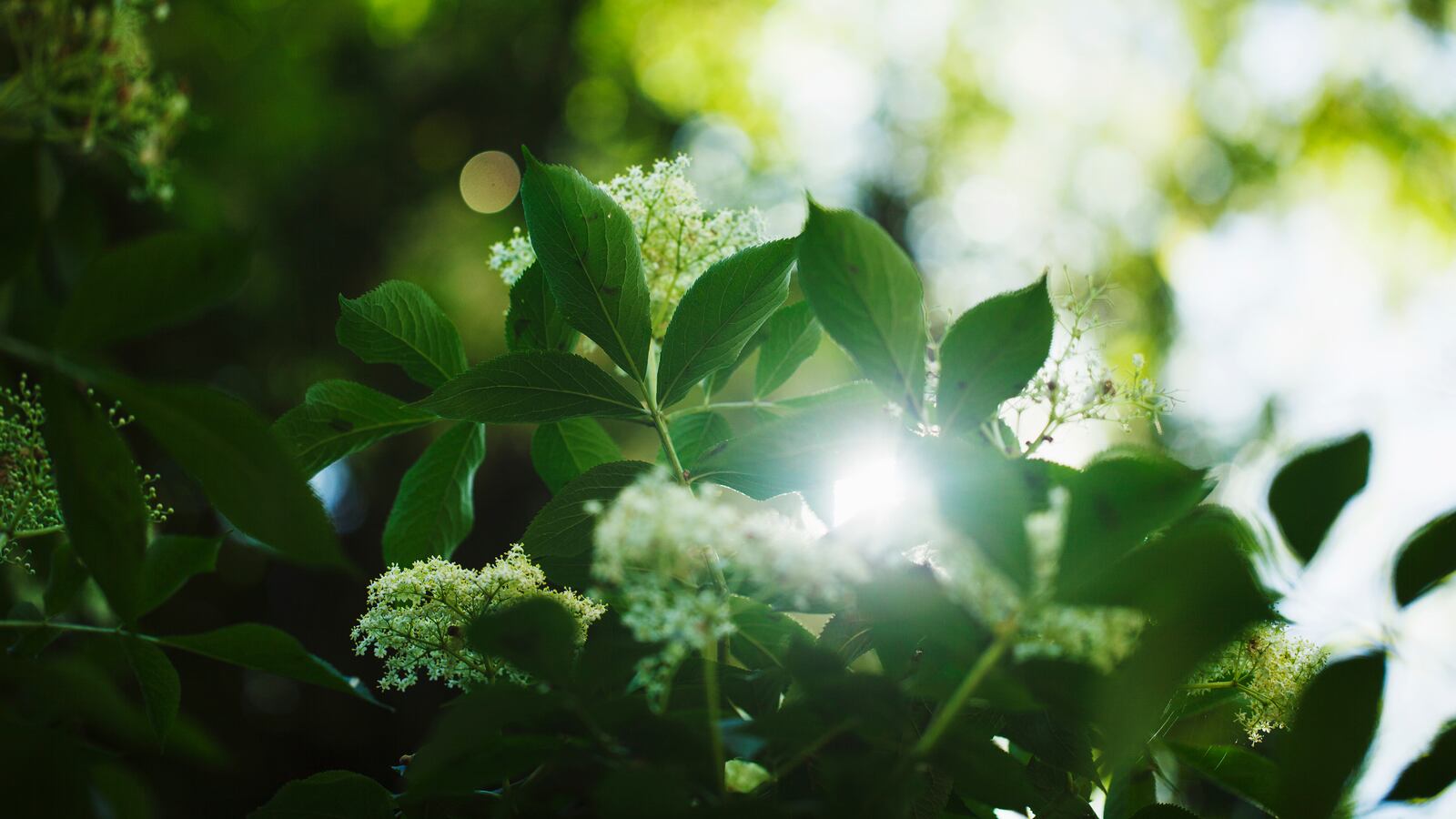 Green leaves with some white flowers.