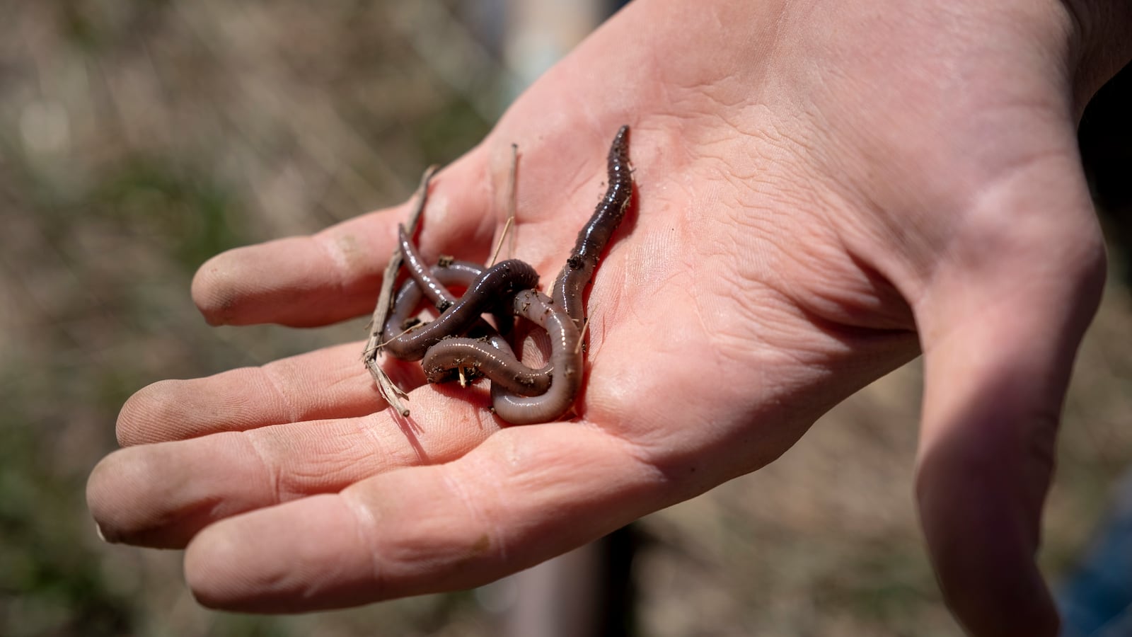 Worms sit in an outstretched hand in the warm sun.