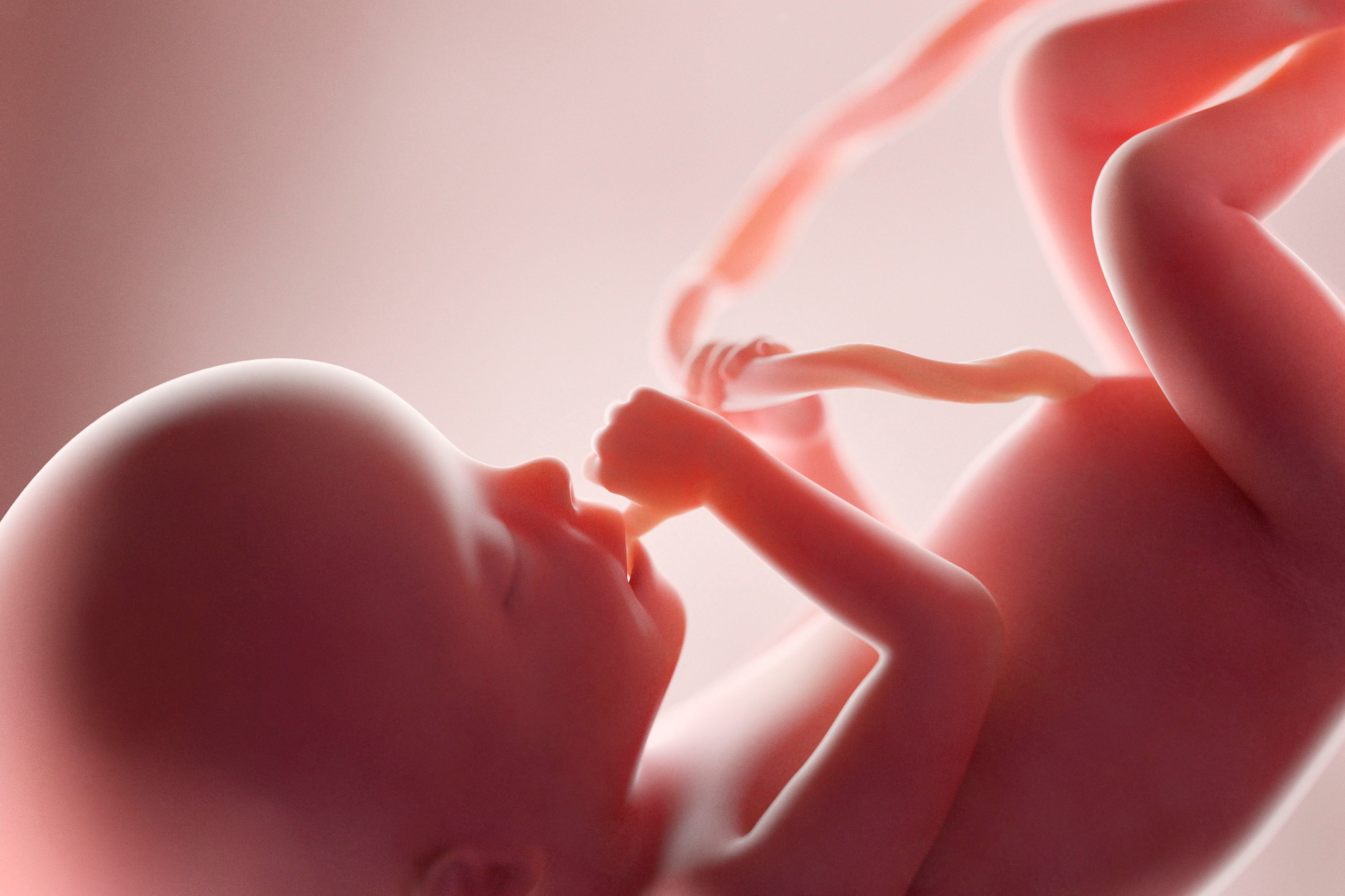 A computer illustration of a pink fetus with an umbilical cord and the baby with their thumb in their mouth.