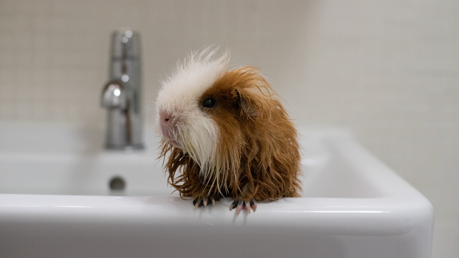 A brown and white guinea pig takes a bath in a sink.