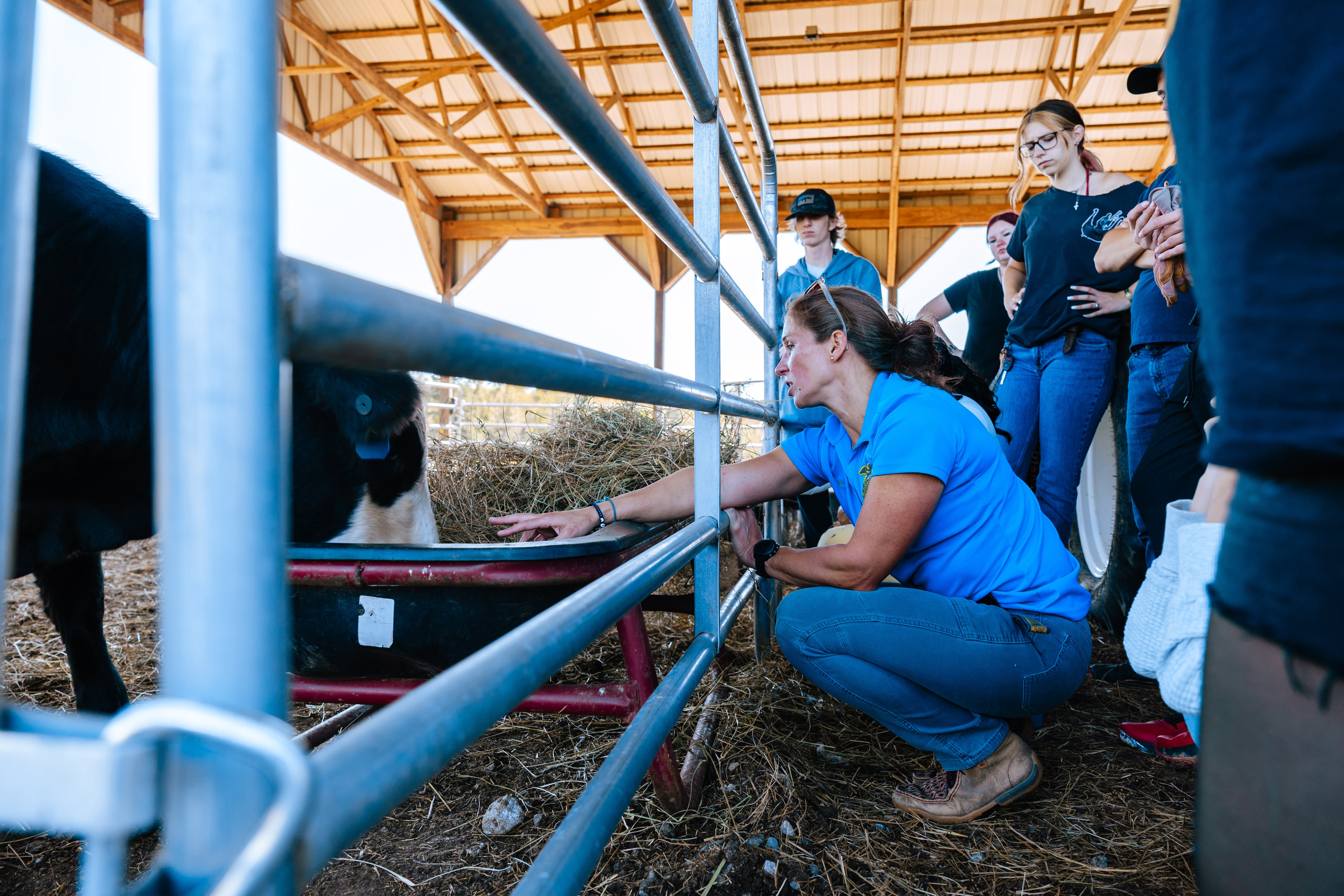 A photograph of a group of people standing near a cow standing in a stall with hay on the ground.