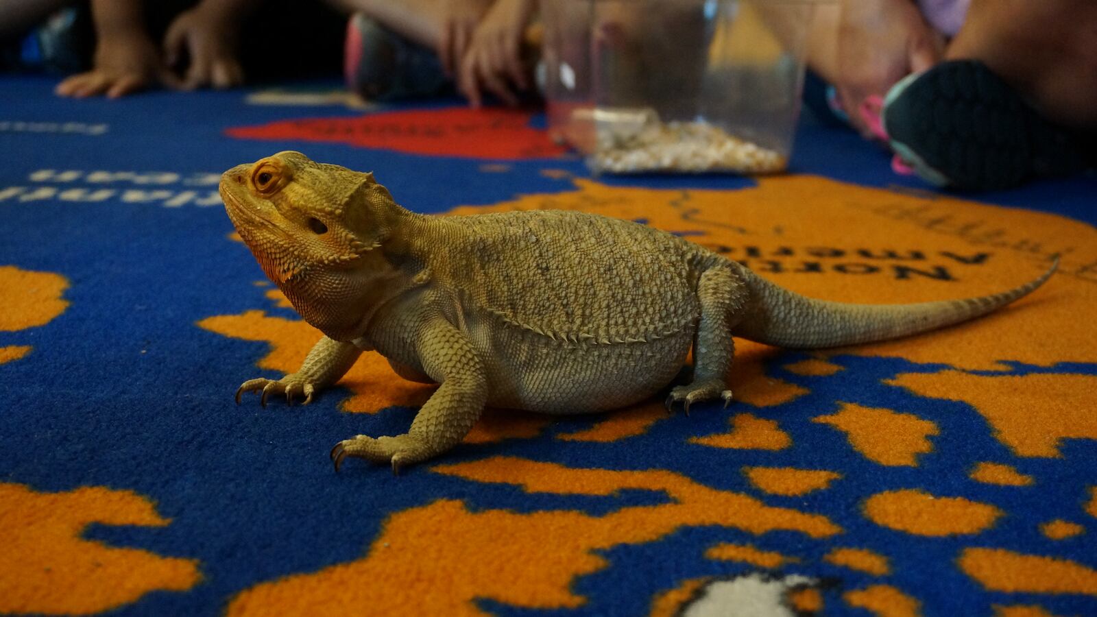 Second graders at Cold Spring School play with Gotee, a bearded dragon.