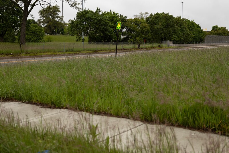 Tall grass in an empty lot.