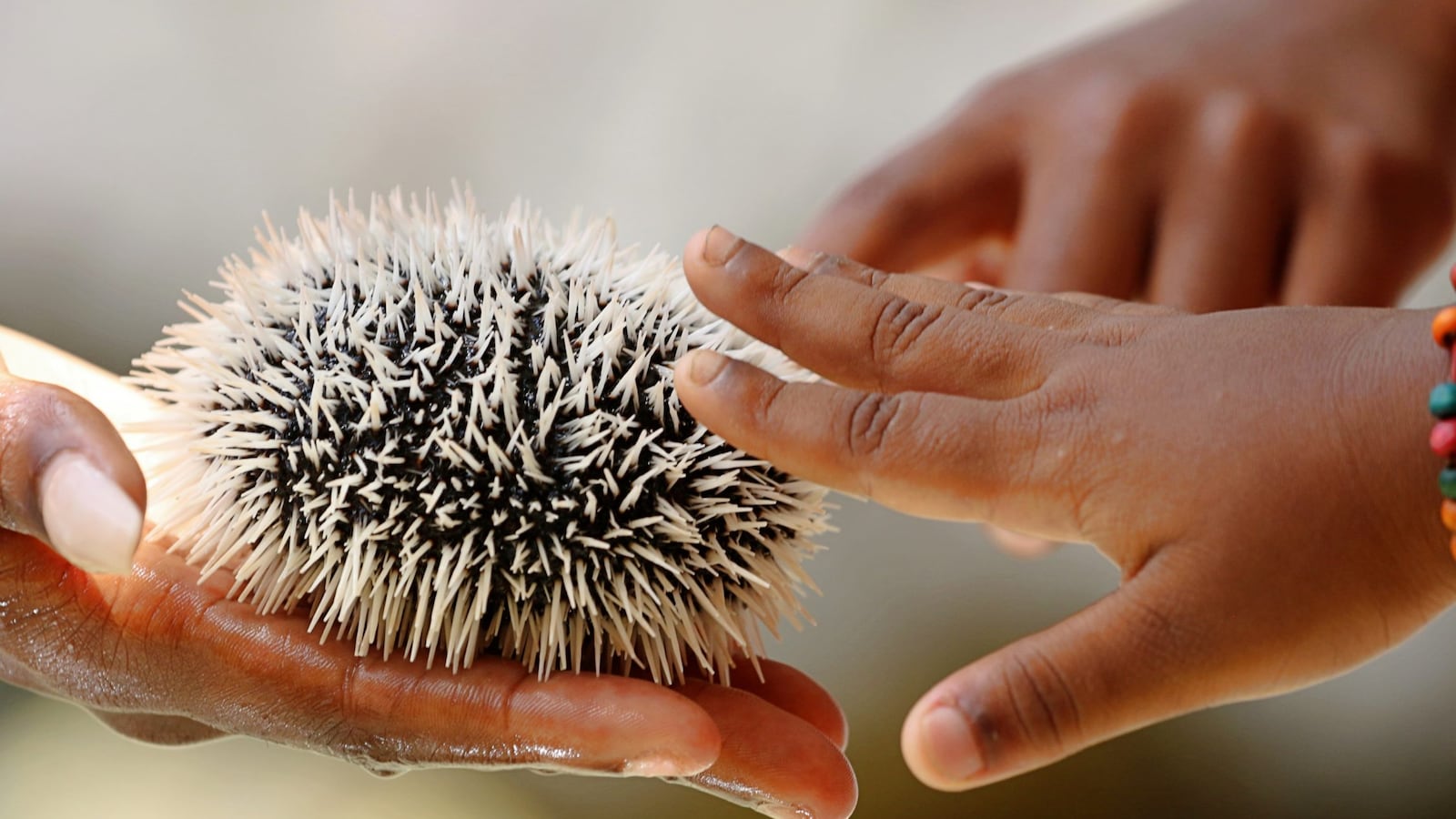 Molly Adams uses marine creatures such as sea urchins to teach New York City students about ocean conservation.