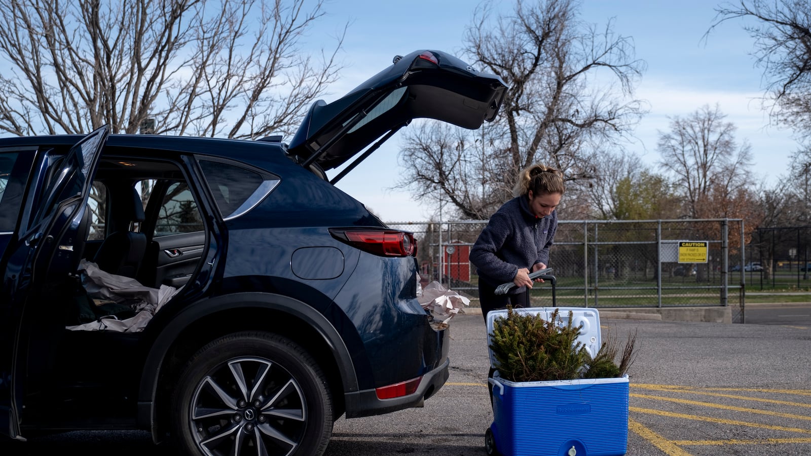 A young woman unloads spruce trees, stored in a blue cooler, from the trunk of a car.