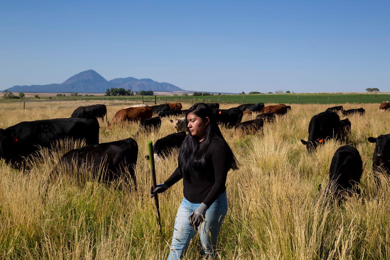 Marissa Moore walks through a field of cows at Fozzie’s Farm.