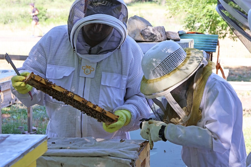 A photograph of two people in white bee suits looking at hives outside.