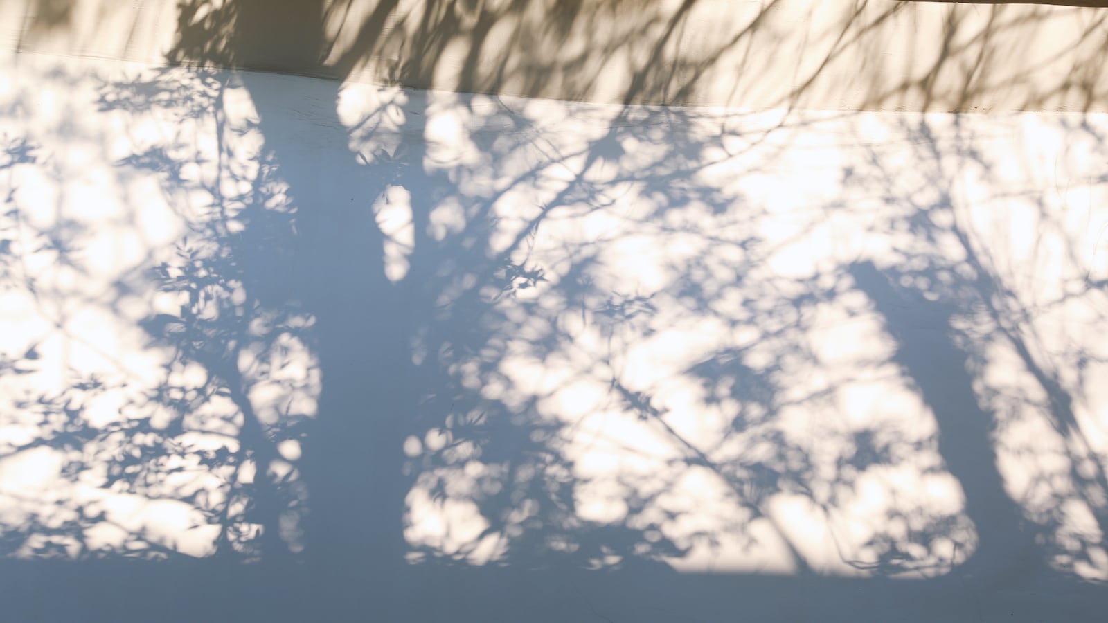 Tree’s Branches Silhouettes On Beige Concrete Wall