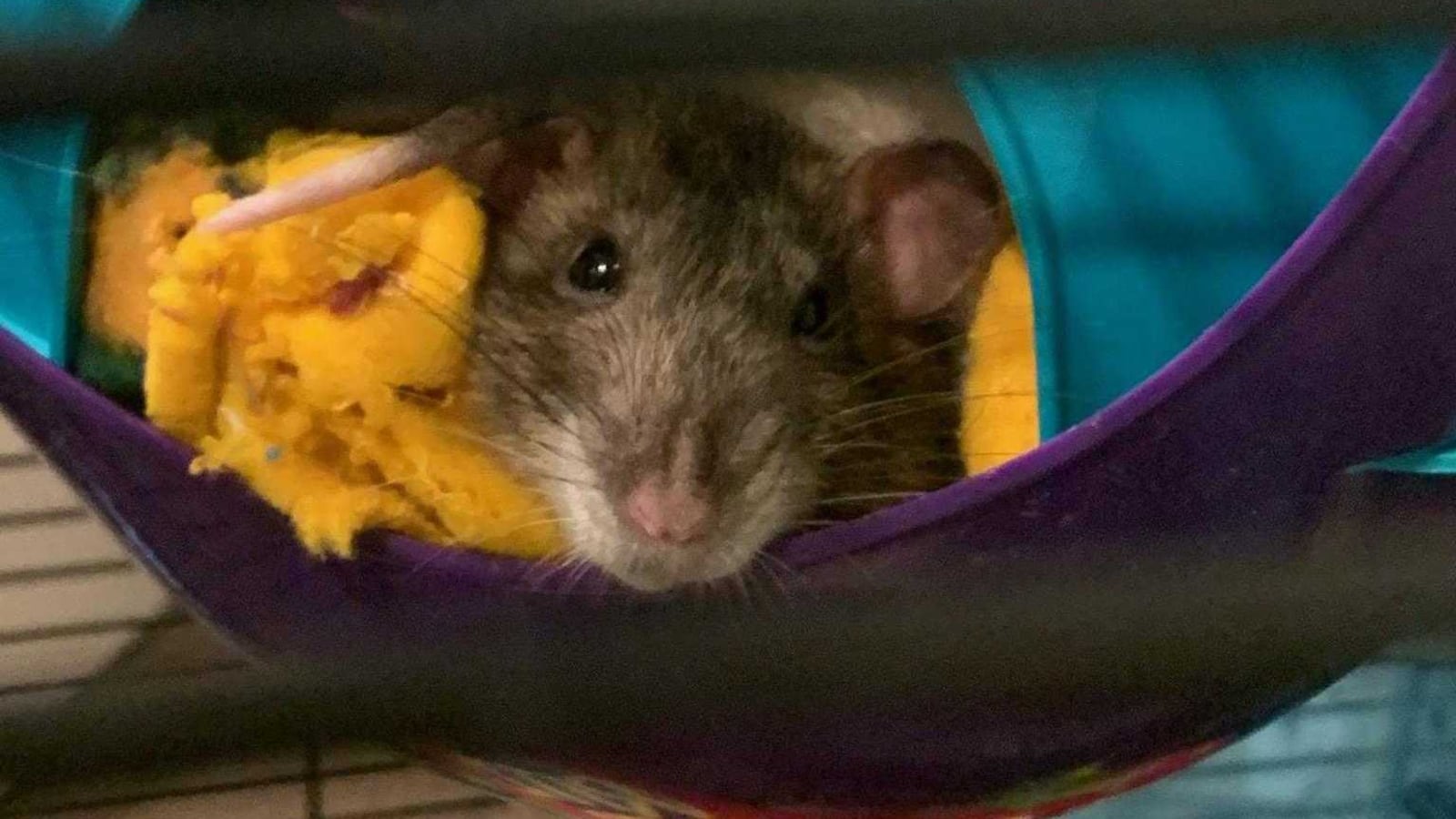 Here is one of the two rats that are now in a Chalkbeat editor's care after coronavirus-related school closures left the class pets stranded.