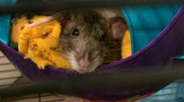 Meet Spock and Panda, classroom rats who needed a home during the COVID-19 crisis