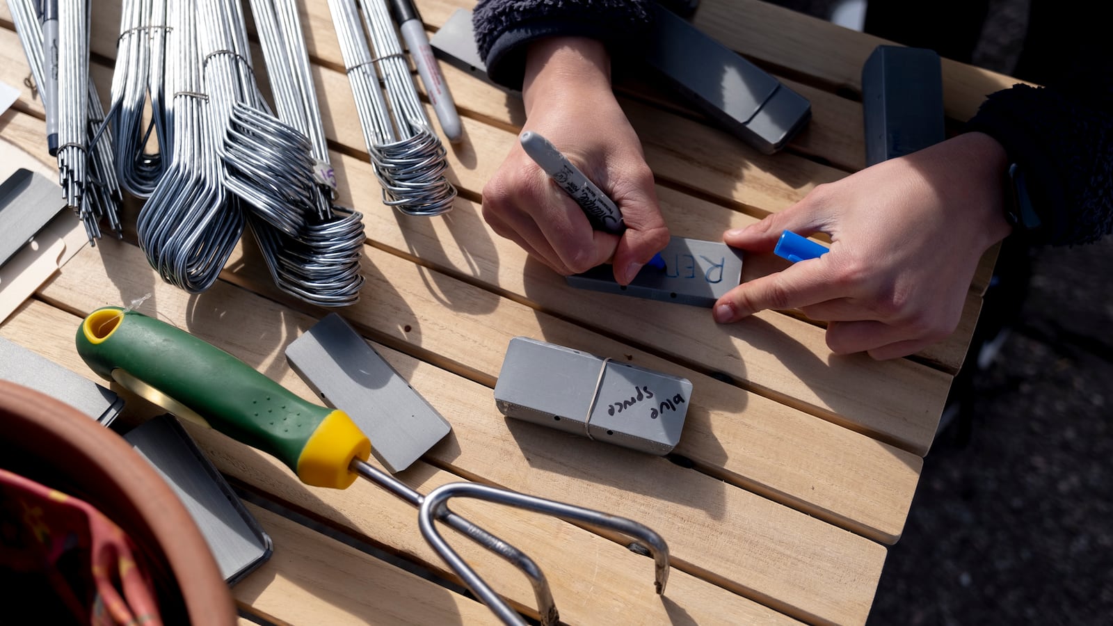 A student writes on labels for different tree species as the morning sun falls on the table they are working at.