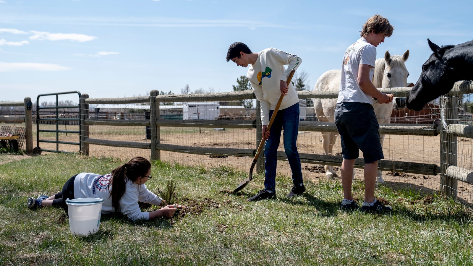 Two high school students work on planting spruce trees in a field as a third feeds grass to a horse standing behind a wooden fence.