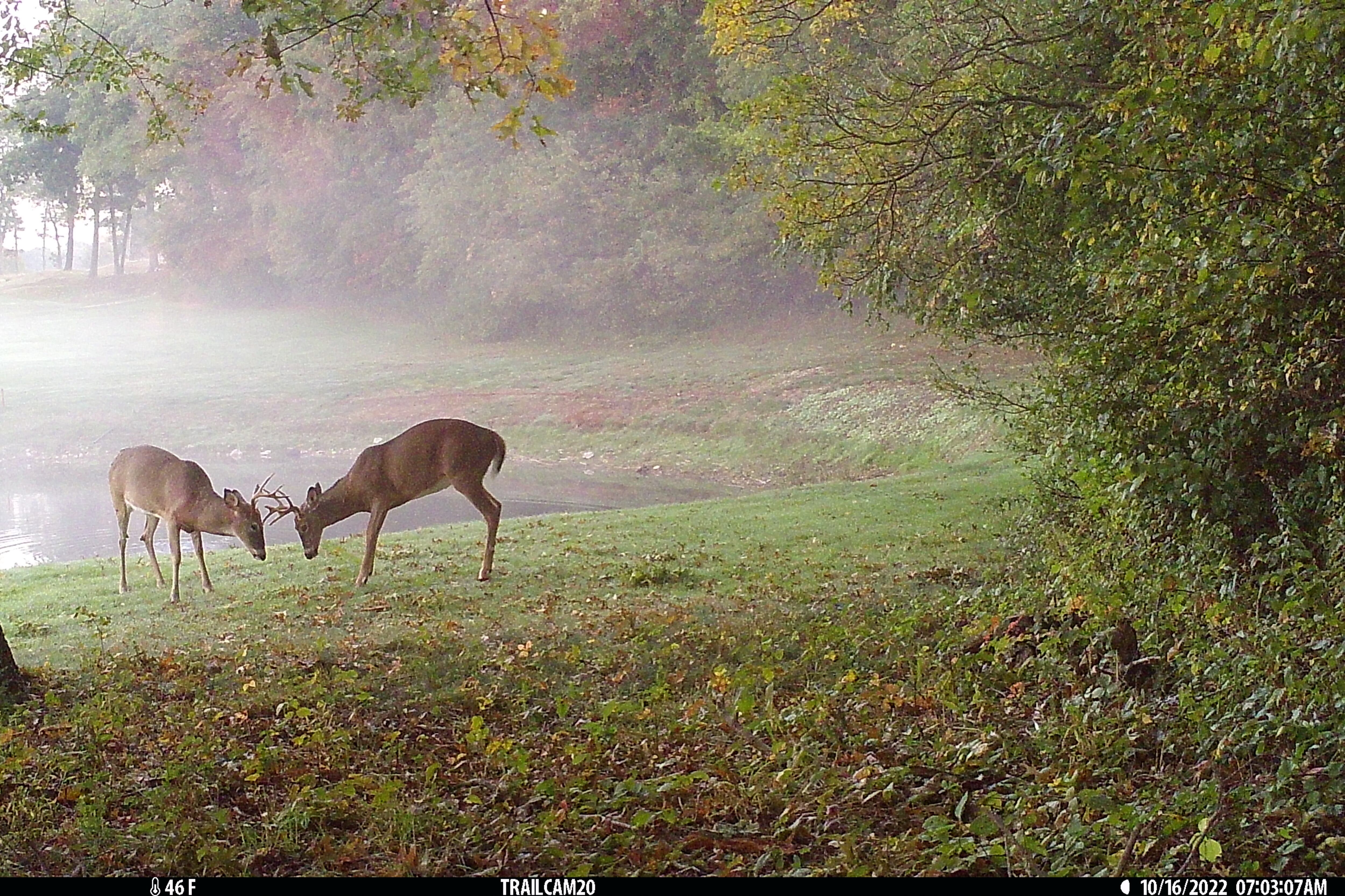 Two deer graze near a body of water.