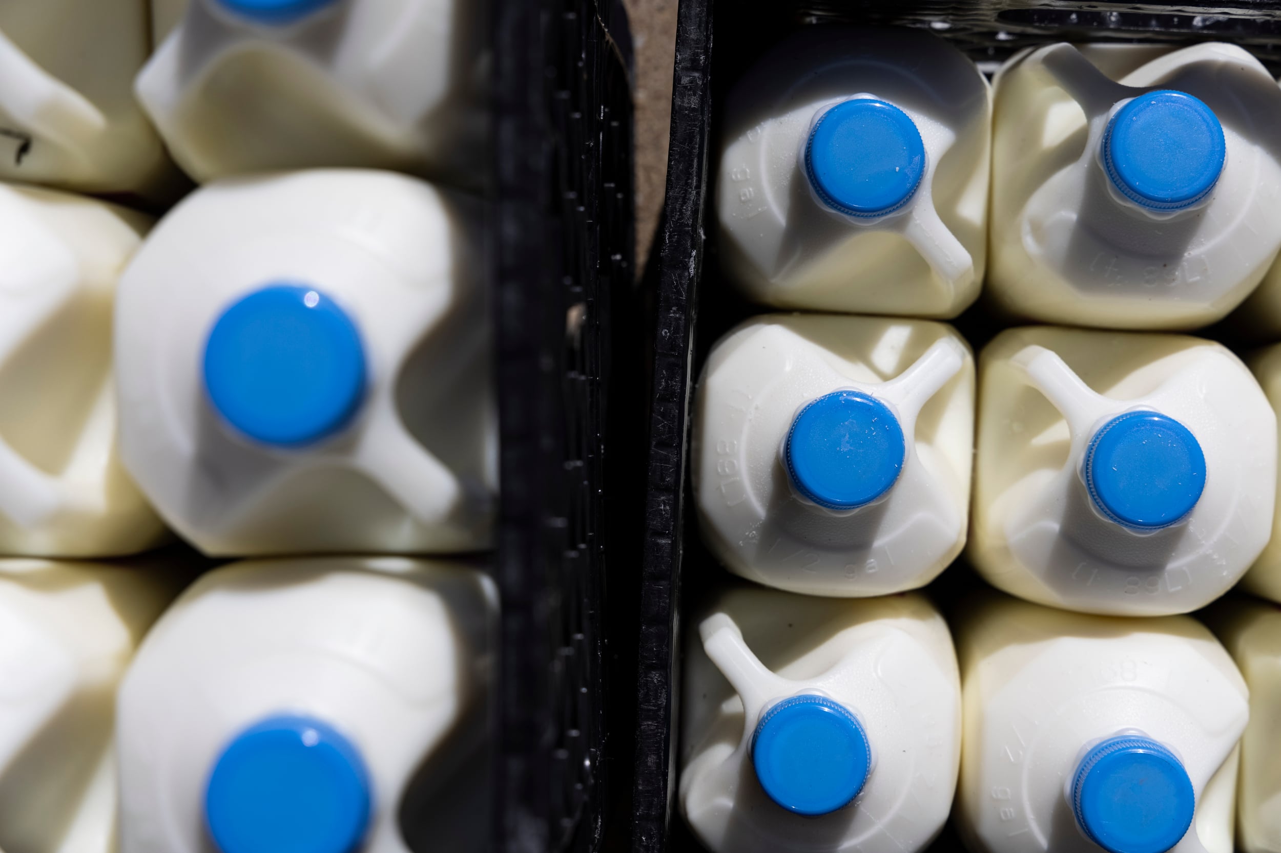 MEMPHIS, TN - April 15, 2021: Half gallons of milk are seen before being loaded into a vehicle to be delivered by the members of the Badger Postal Service program at Believe Memphis Academy. The Badger Postal Service program delivers meals and school supplies to the students of Believe Memphis Academy.